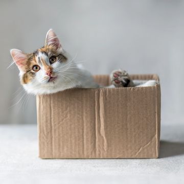  cat with a head peaking out of a box
