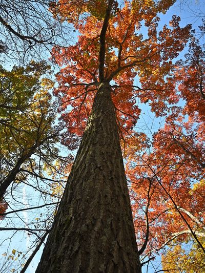 Protective tree canopy
