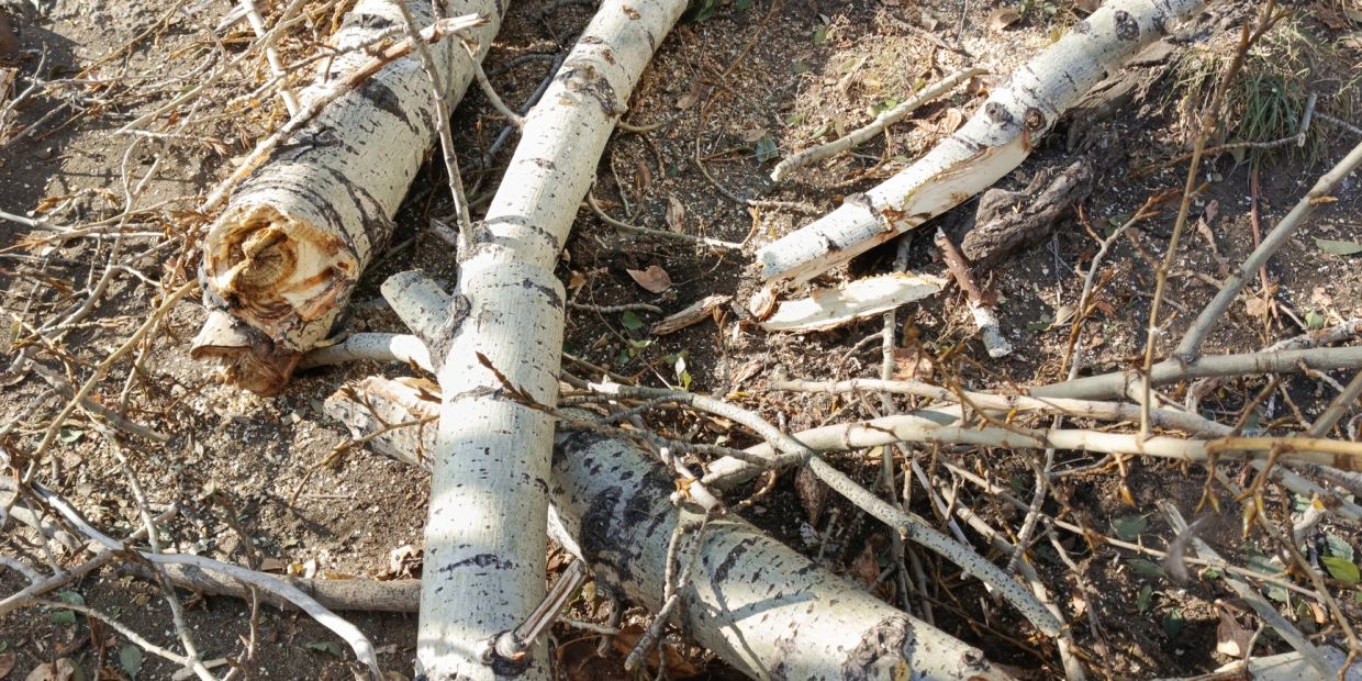 Cut tree branches and logs on the ground.