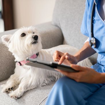 A dog looking at a vet using a tablet during a consultation.