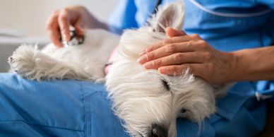 cuidado de las mascotas