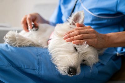 A veterinarian gently examines a relaxed white dog using a stethoscope.