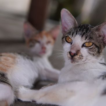Close-up of two cats, one in sharp focus with striking amber eyes.