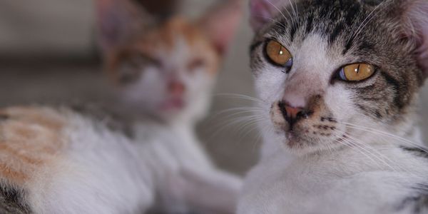Close-up of a cat with amber eyes and another blurred cat in the background.