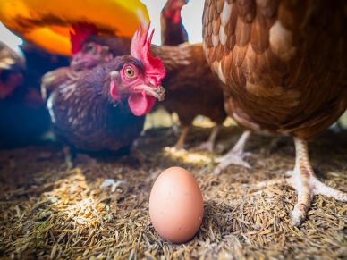 Chicken Feed for sale in Sterling Ohio