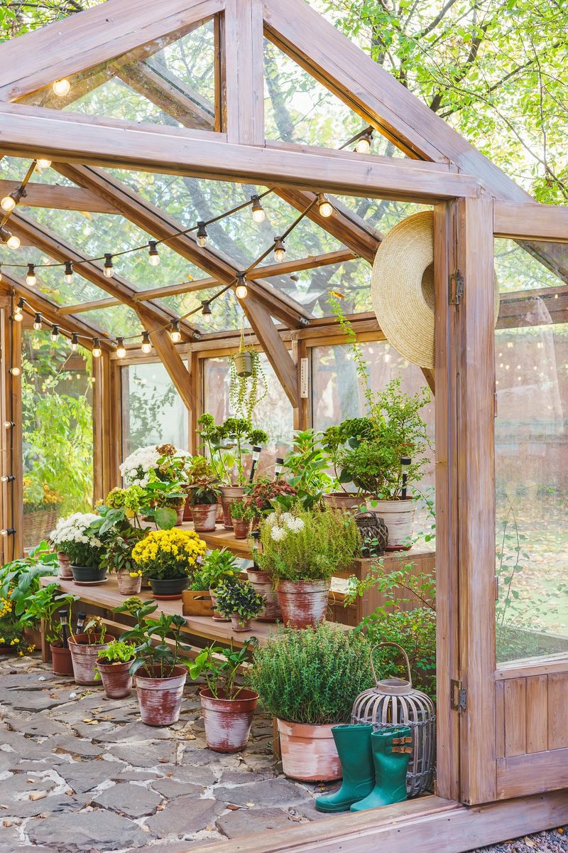 Pots with flowers and plants standing on shelves inside of greenhouse on sunny garden background. Natural greenery and garden elements and potted plants. Gardening, floriculture, flower growing, hobby