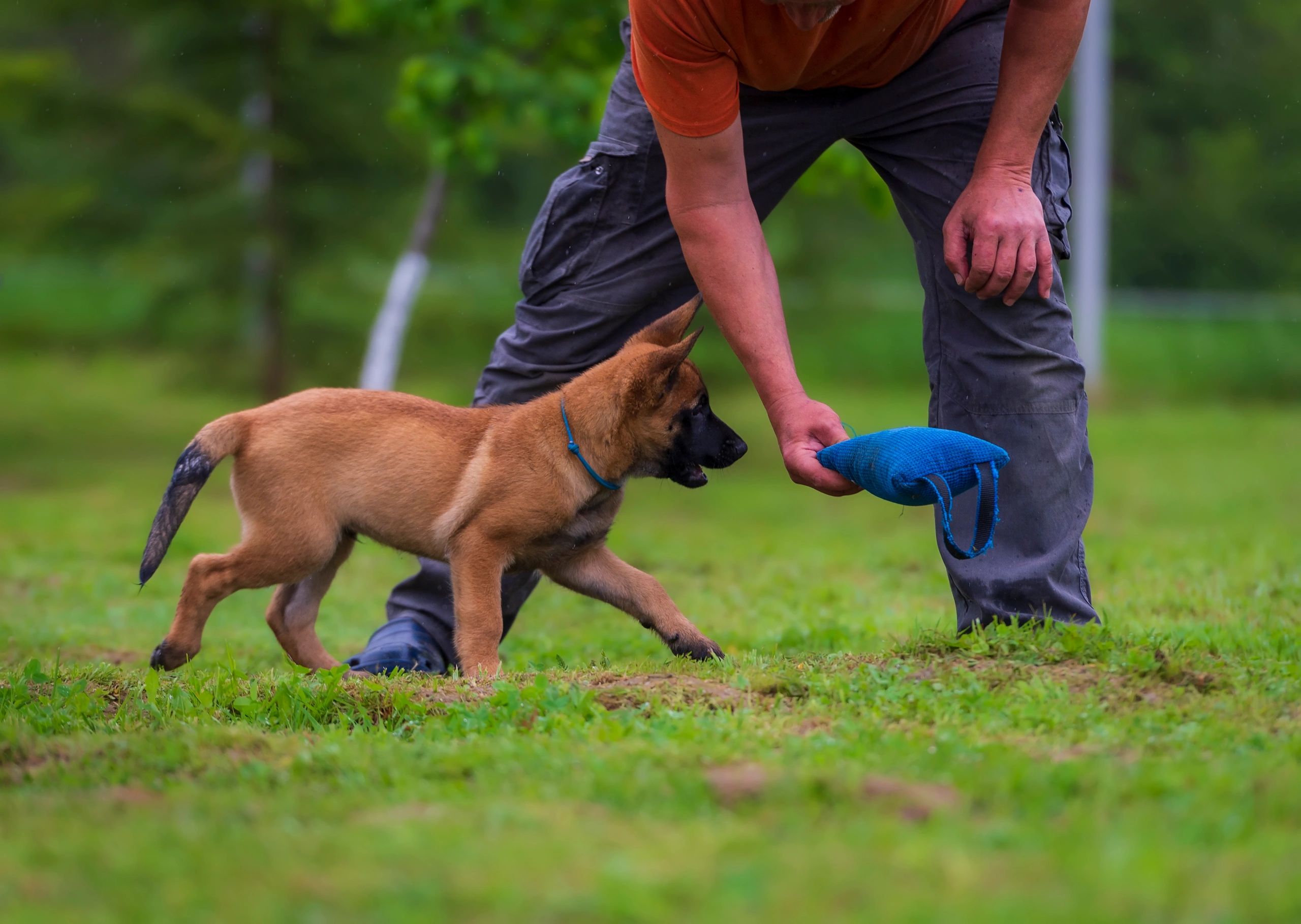 Valley Pup Training