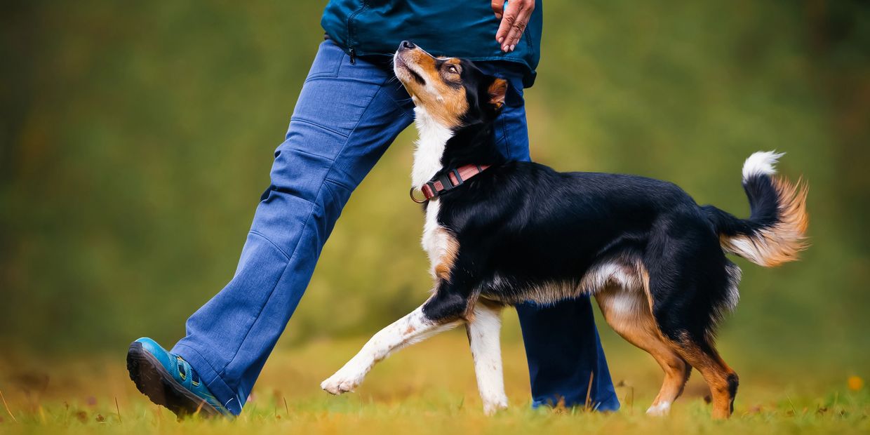 person practicing basic obedience with their dog in a heeling position