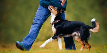 A dog walking closely beside a person's legs in a grassy area.