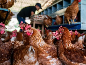 Chickens in a coop with a person handling eggs in the background.