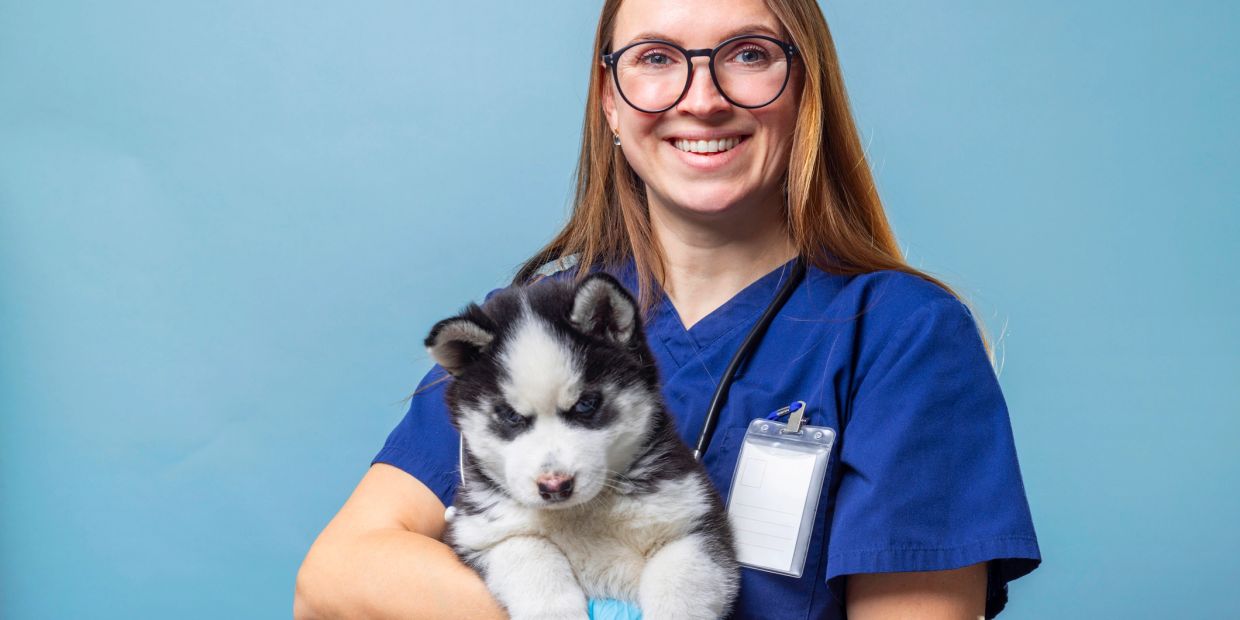 Smiling veterinarian holding a fluffy husky puppy.