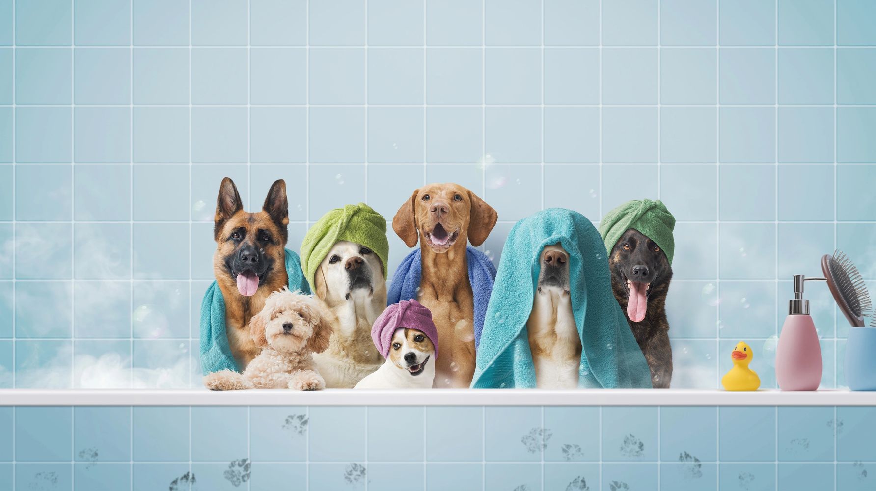 Pet Grooming  Lachine, Qc |  Dog Groomer Montreal | Dog Grooming | Pet grooming near me