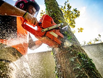 Tree trimming and removal in Winnipeg