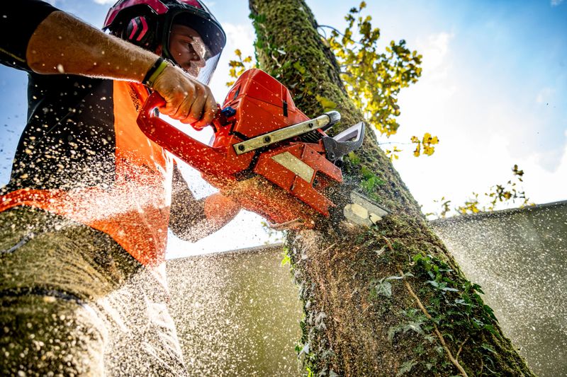 A skilled logger in safety gear methodically cuts through an oak tree with a roaring chainsaw, wood chips scatter in a sunny outdoor setting.