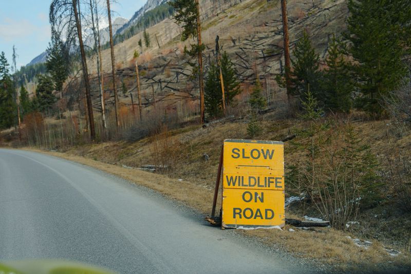 "Slow, wildlife on road" sing   in Banff national Park in Canada