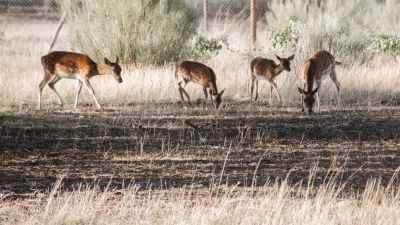 Four deer grazing in a dry grassy field.