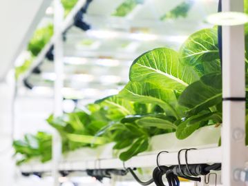 Lush green leafy vegetables growing in a modern hydroponic system indoors.
