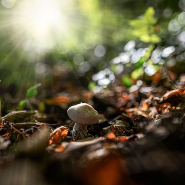 A small mushroom growing on the forest floor bathed in sunlight.