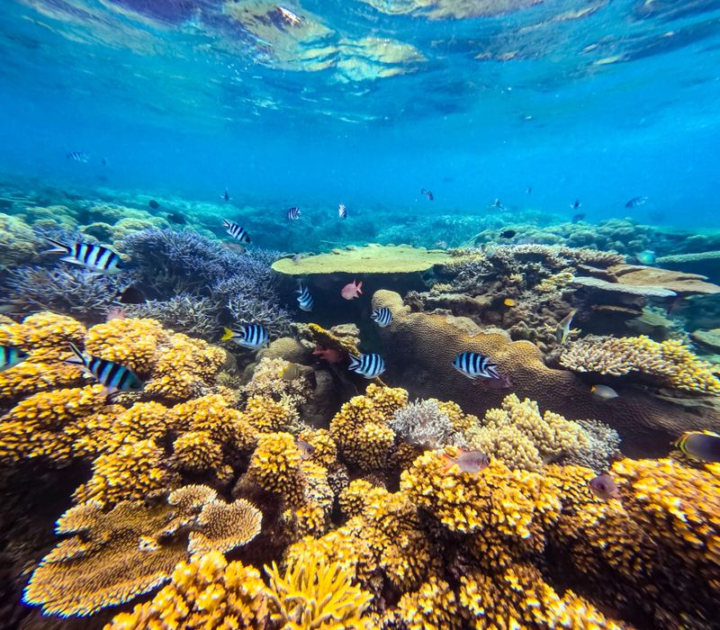 An underwater tropical island reef scene featuring colourful species of coral and fish: Vagabond butterflyfish (Chaetodon vagabundus), Blue Green Chromis (Chromis viridis), Sergeant major (Abudefduf saxatilis) Damselfish, Sixbar wrasse (Thalassoma hardwicke), Bluestreak cleaner wrasse, Labroides dimidiatus and Branch coral (Acropora florida) in super clear tropical waters