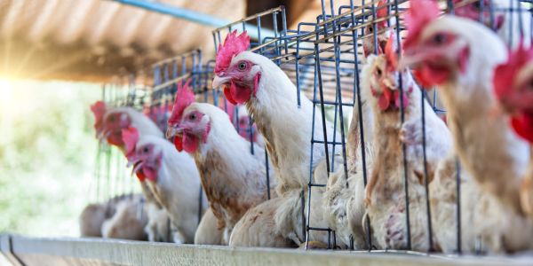 Chickens inside wire cages at a poultry farm.