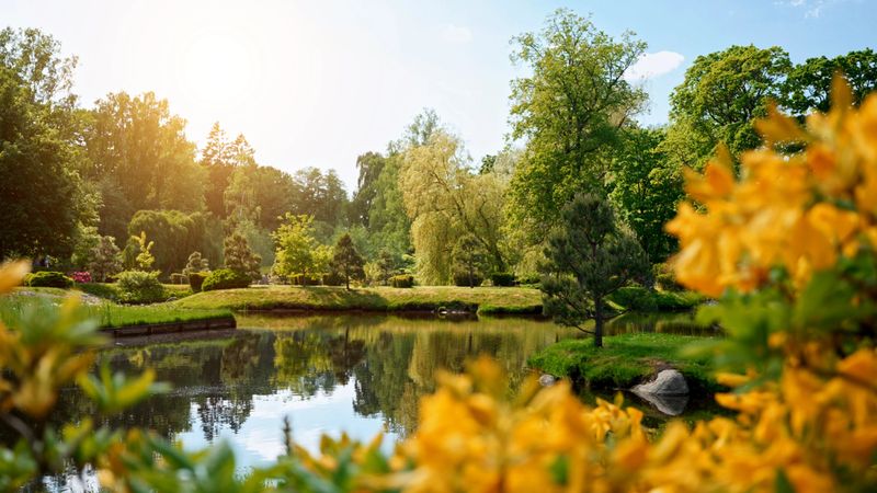 Picturesque Japanese garden with a pond.