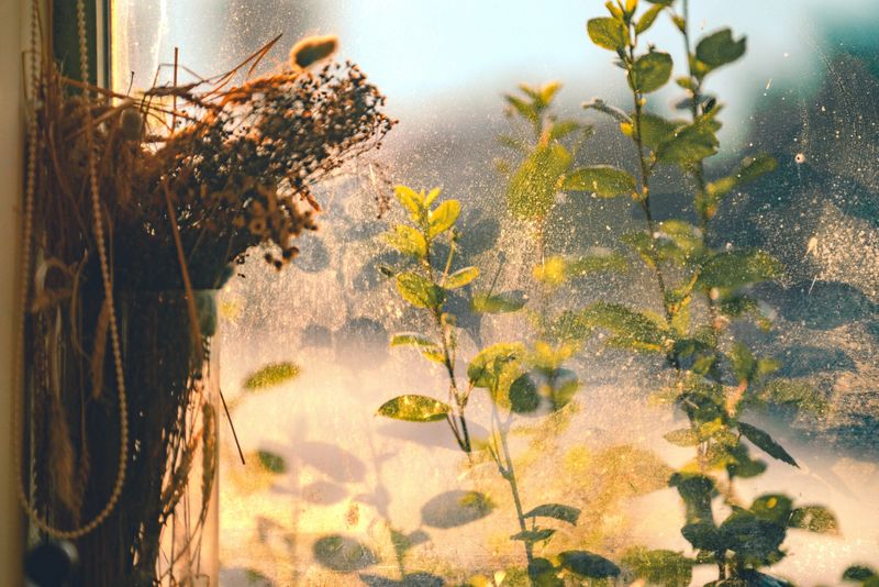 Sunlight streams through a dusty window, warmly illuminating a collection of herbs and dried flowers. The soft focus of greenery creates a tranquil, natural scene, highlighting the beauty of simple living.