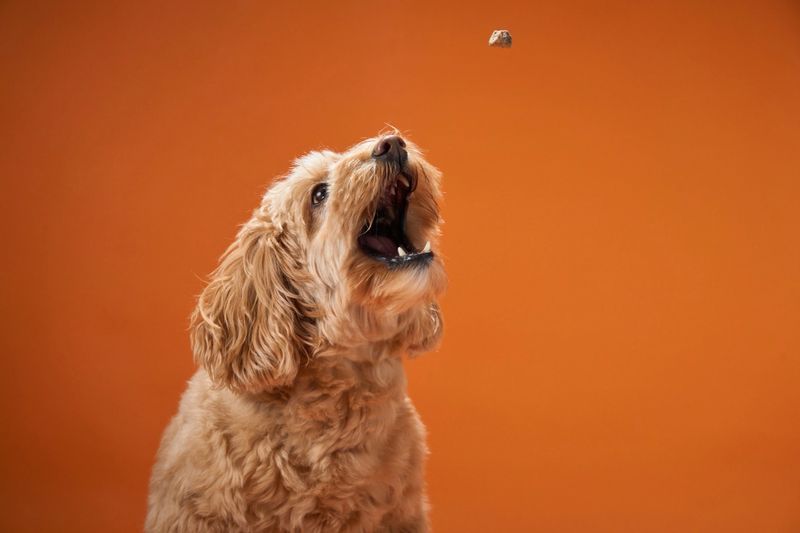 A Labradoodle with curly fur catches a treat mid-air, set against an orange background.