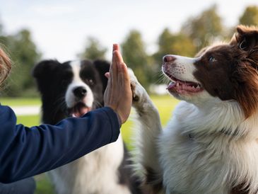 A person giving a high five to a brown and white dog outdoors.