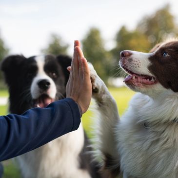 A person gives a high five to a brown and white dog outdoors.