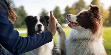 A person gives a high five to a brown and white dog outdoors.