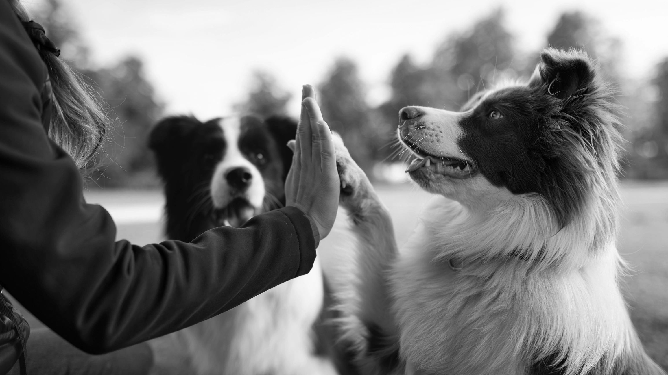 Two dogs one with a high five with a person