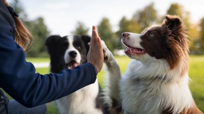 Two dogs giving a high-five to a person outdoors.