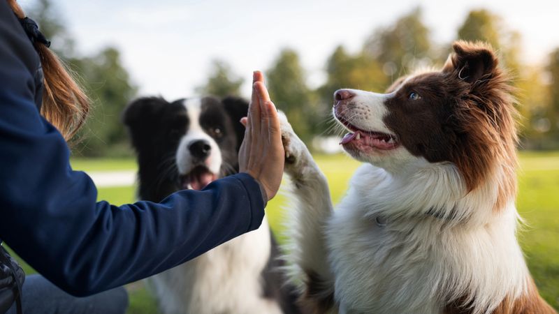 The owner is training his border collie in the park. The black older male and the younger red sister female are happily playing and attentively eager they listen to the owner's orders. Give me five.
