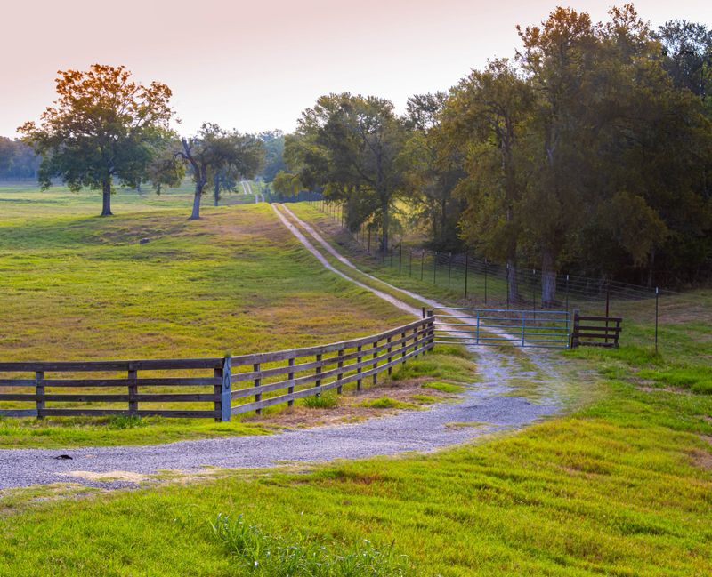 Morning Light on Dirt Road Through Pasture and Oak Forest, Brenham, Texas, USA