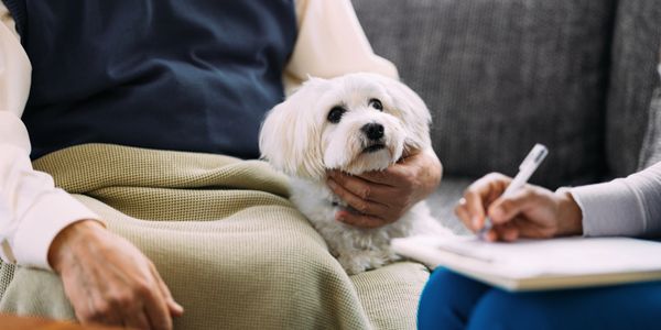 A small white dog sits calmly on a person's lap during a conversation.