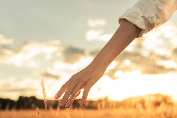 Hand gently touching grass in a sunlit field during golden hour.