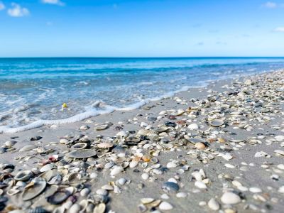 Shelling on Marco Island, Florida
