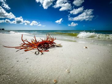 Empty sandy beach - ready for private shelling