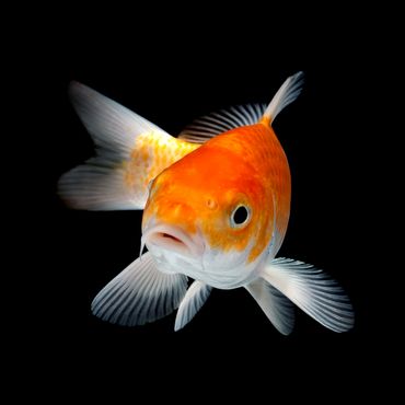 Close-up of an orange and white koi fish against black background.