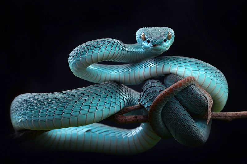 trimeresurus insularis blue pit-viper isolated with black background