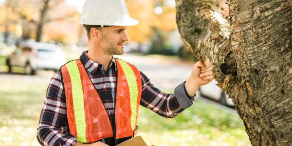 Man inspecting a tree wearing safety gear.