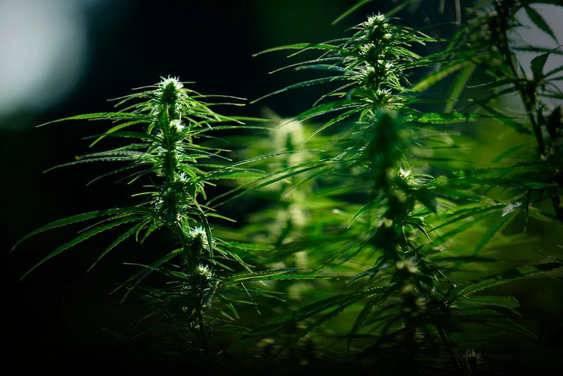 An artistic depiction of vibrant cannabis plants thriving in natural sunlight, highlighting the intricate details of leaves and buds against a softly blurred background, evoking a sense of tranquility.