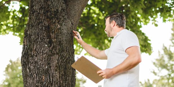 Man inspecting a tree while holding a clipboard and pen.