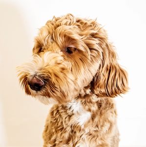 Happy Doodle Playing with Family