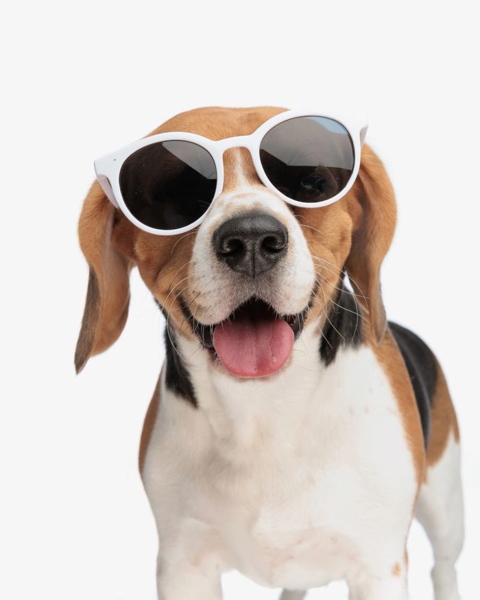 Happy beagle dog wearing white sunglasses with tongue out.