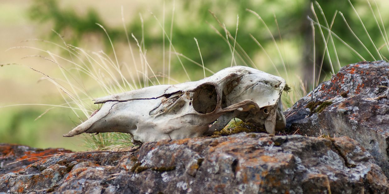 Animal skull resting on a mossy rock in nature.