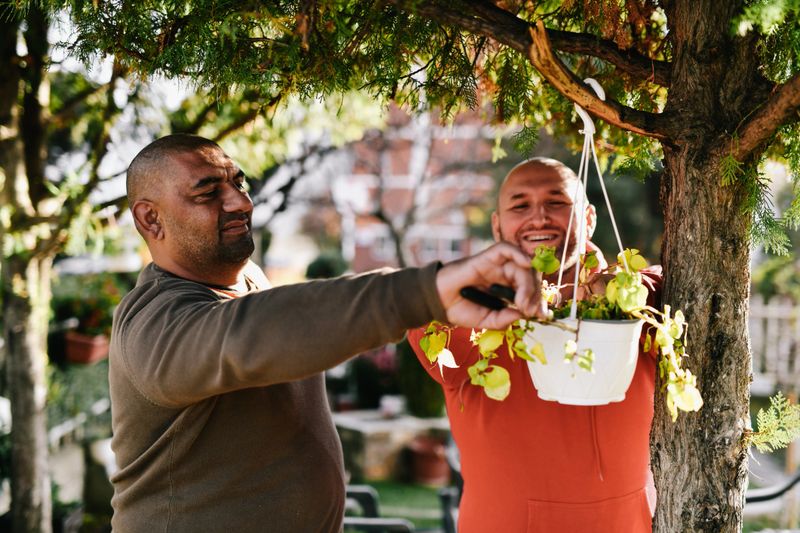 Joyful Male Couple Arranging Hanging Plant Pots In Their Garden Having Fun And Smiling