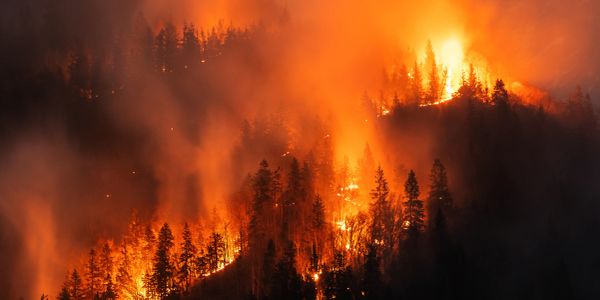 Forest fire blazing through a dense wooded area.