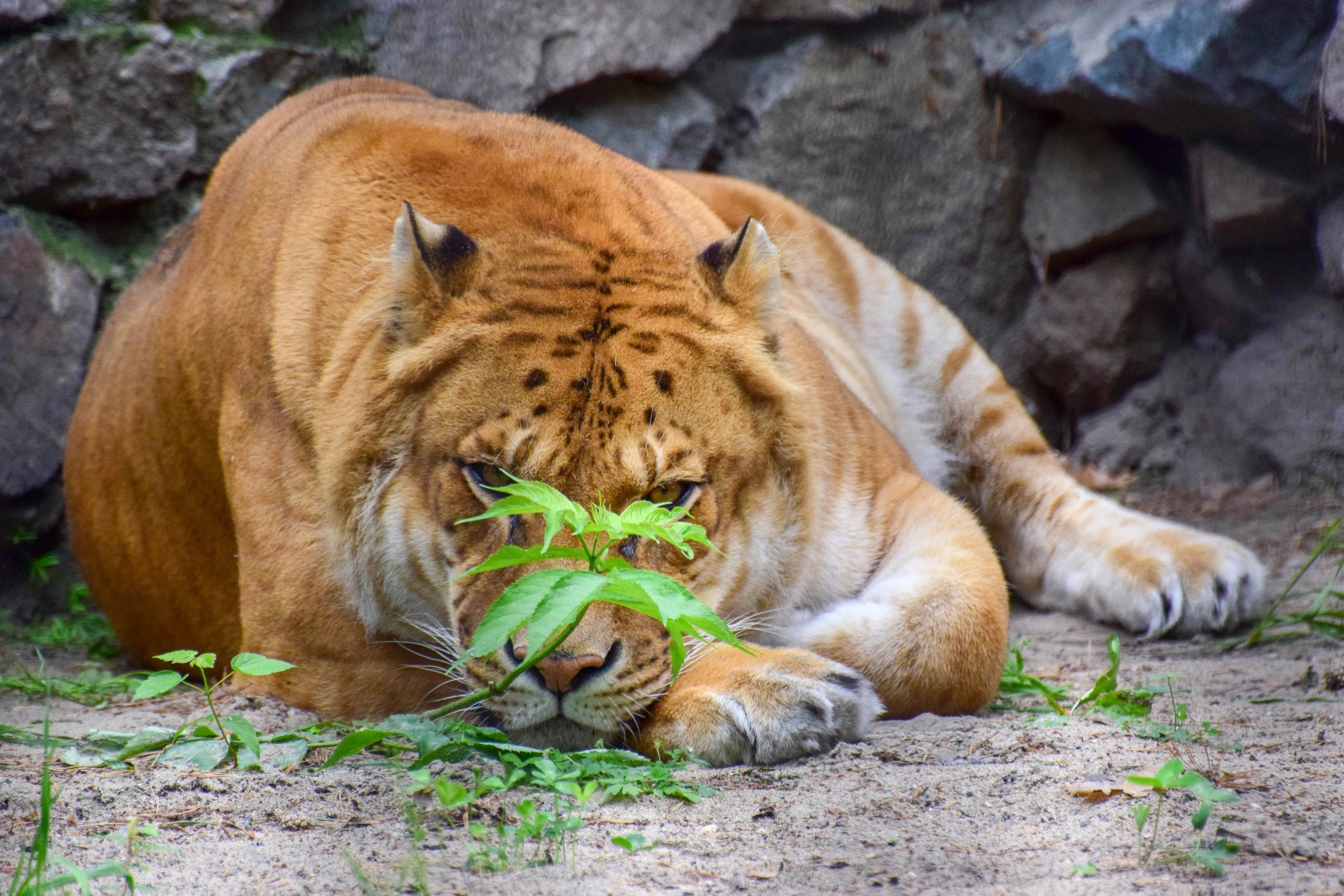 The more you roar the more you find yourself......