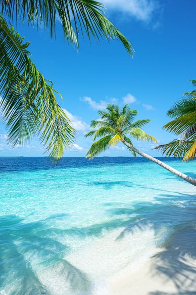 Tropical beach with clear blue water and palm trees.
